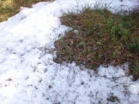 Een groen tapijt onder de sneeuw